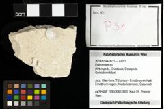 Foto (Objekt + Etiketten) von Eodromites sp. 
